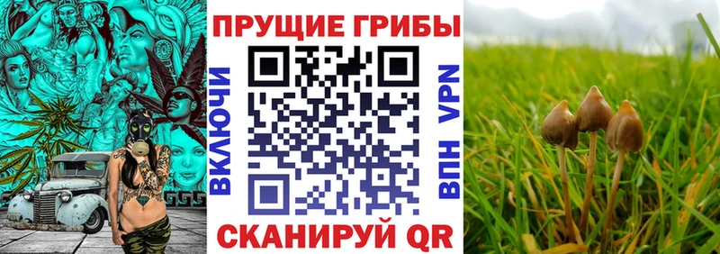 Галлюциногенные грибы GOLDEN TEACHER Назарово